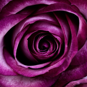 Volcanic Purple
